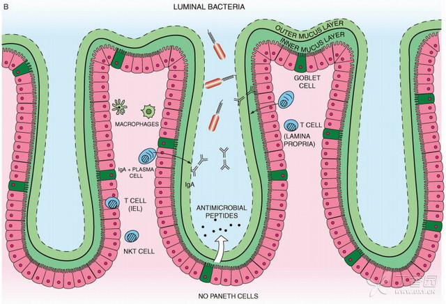 大肠粘膜免疫系统示意图(图三)大肠内的黏膜免疫系统(见图三):结肠内