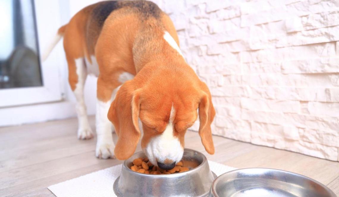 狗往食盆里撒尿是嫌弃食物不好吃?有可能它焦虑了