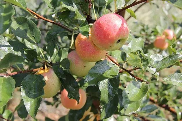 十月份苹果树上什么化肥好