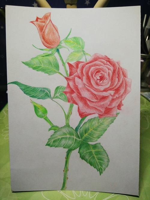 彩铅 手绘 玫瑰花