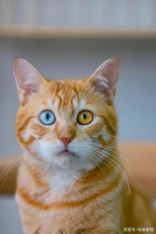 猫咪眼睛的颜色各有不同,其中的奥秘你知道吗?