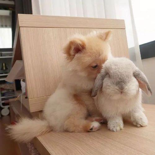 梦到兔子和狗