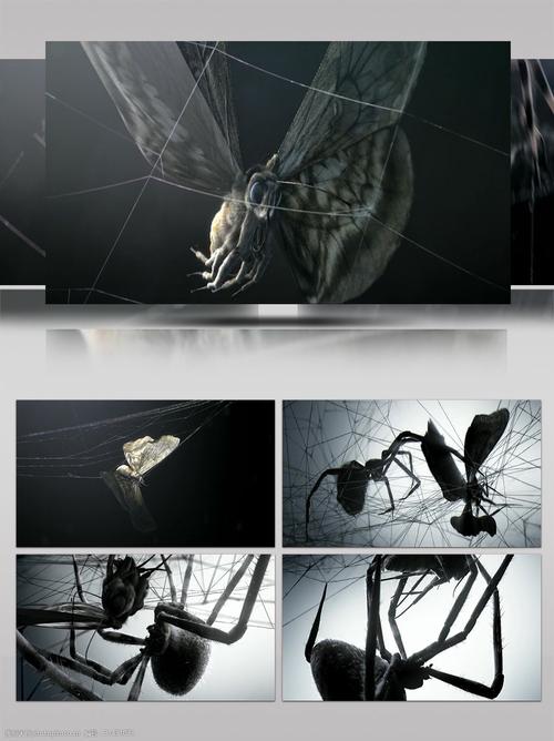 关键词:3d包装动画特效蜘蛛捕食 3d 动画 蜘蛛 蝴蝶 质感 cg 蛛网