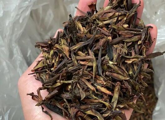 紫芽普洱茶的功效与作用