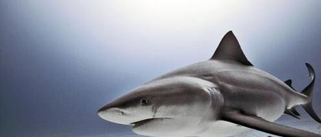 由于大白鲨的数量正不断减少,濒临灭绝,故大白鲨现已被列为世界保护