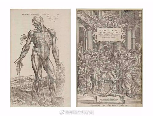 解剖与艺术系列(二)维萨里