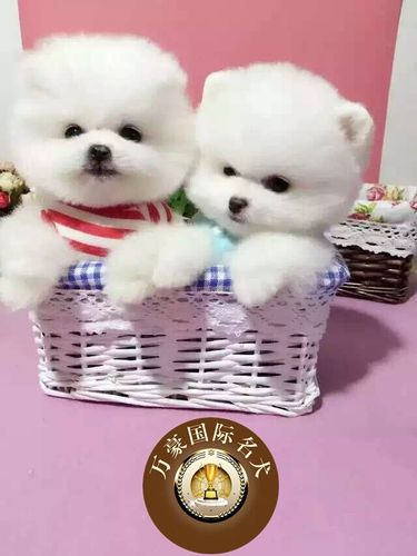 北京狗场出售茶杯球体博美幼犬奶油白色茶杯宠物狗活体 外地包运
