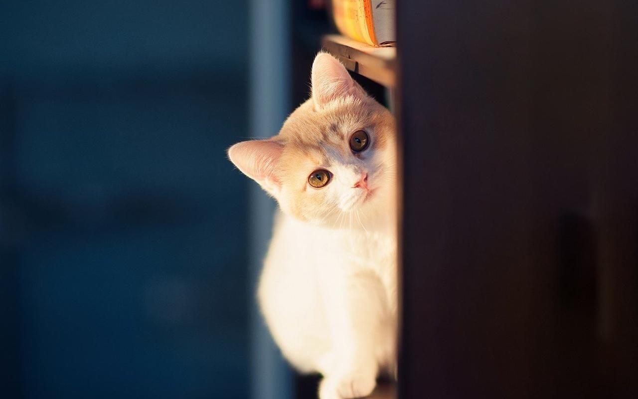 可爱的萌猫猫电脑壁纸 二