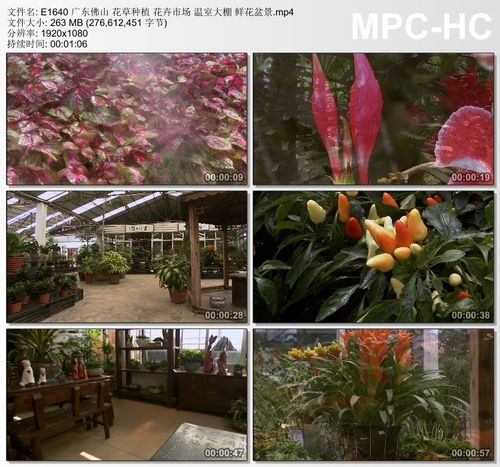 广东佛山花草种植 花卉市场 温室大棚鲜花盆景 高清实拍视频素材