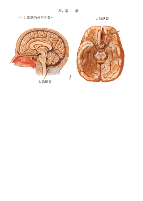 大脑解剖