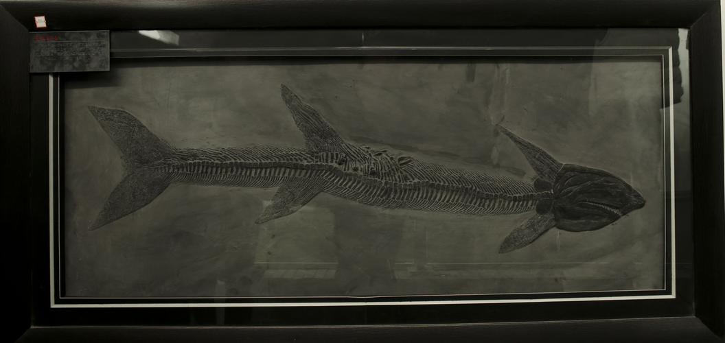 远古鲨鱼化石