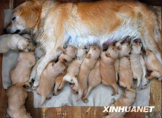 组图:狗妈妈一胎产下15只小狗