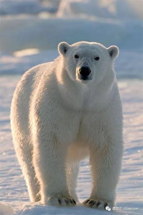 北极熊是什么颜色的(北极熊介绍)