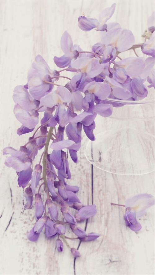 唯美紫色花卉图片高清手机壁纸
