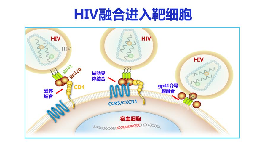 艾滋病病毒表面有gp120,gp41,cd4  t细胞表面有两个受体,一个是cd4,一