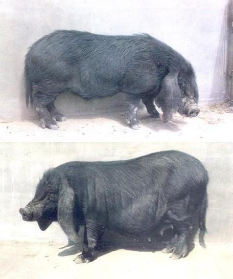 中国十大土名猪品种