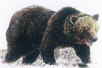 阿特拉斯棕熊为什么灭绝