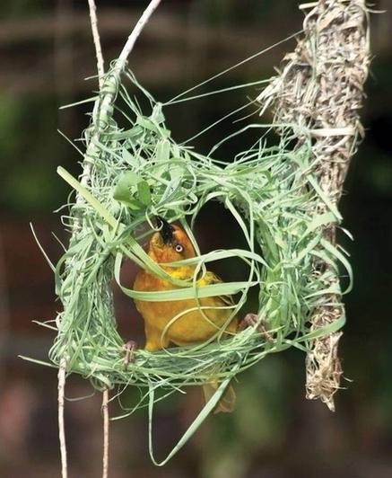 自然界的建筑师织布鸟筑巢图