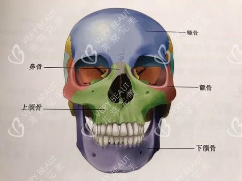 面部骨骼解剖图