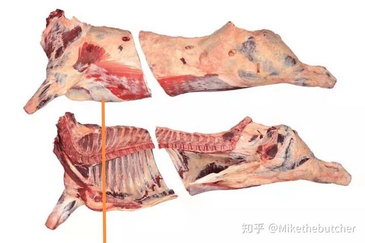 在西方,牛前四分体在,一般从第二根肋骨开始区分上脑和肋眼,并且把第
