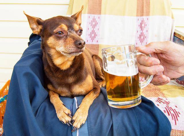 4,狗狗喝酒后会出现瘫软无力,酒精中毒,过敏等情况,严重时会导致狗狗