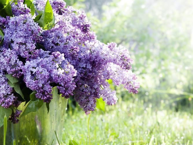 春天,花朵,紫丁香,草地,唯美,****,静物,住在春天春天壁纸图片