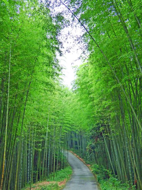 走进四川彭州的阳平观竹海