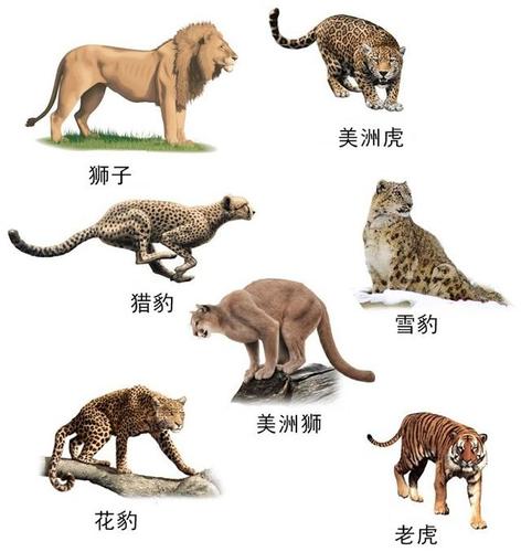 38种猫科动物大全