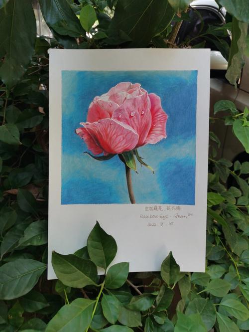 水彩彩铅玫瑰花