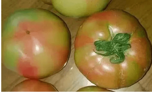 4未成熟的西红柿