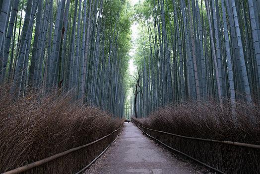 日本京都岚山竹林