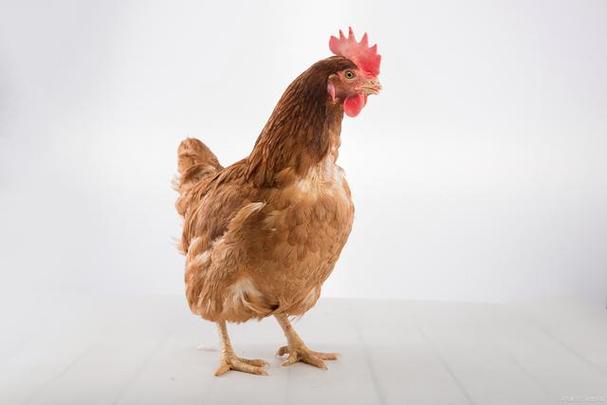 鸡可以变性别吗