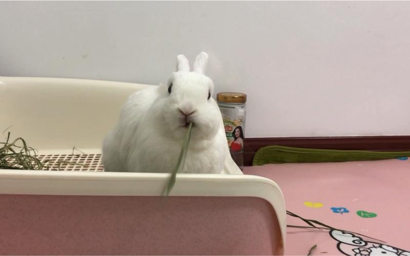 兔子很爱吃败酱草