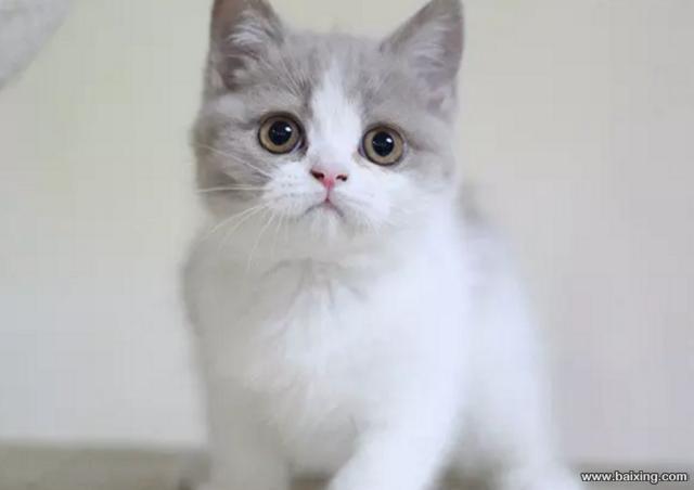家养英短蓝白猫 宠物猫纯种英国短毛猫英短蓝白立耳