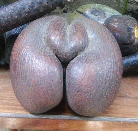 网友评出世界上最恶心的水果,榴莲跟它比弱爆了,水果中的奇葩!
