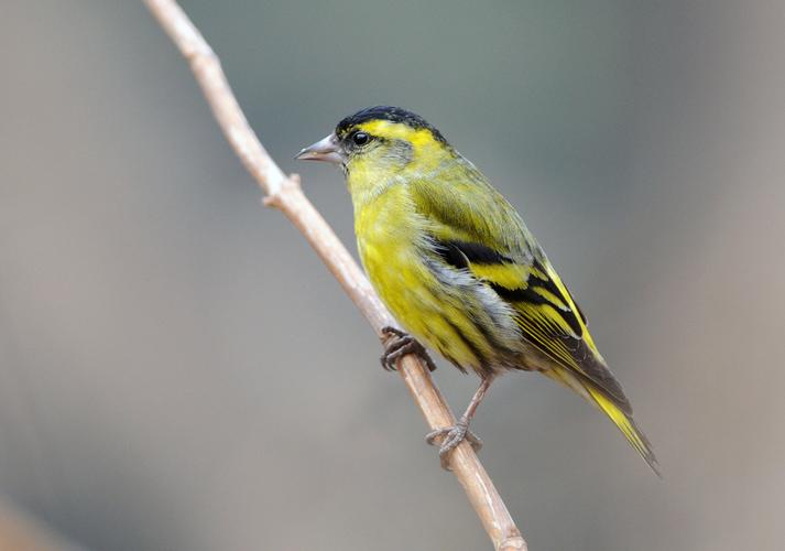 p>黄雀体长约12厘米.大体呈绿黄色,具褐黑色羽干纹,翅有鲜黄色花斑.
