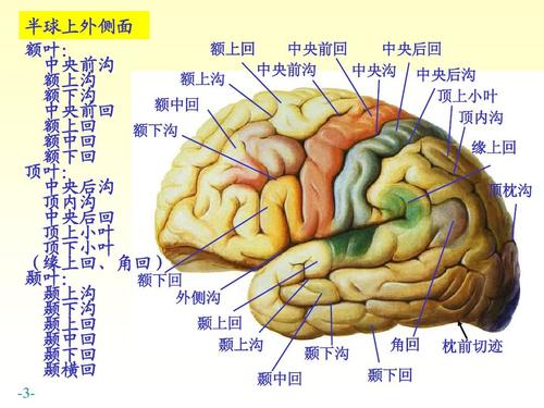 大脑解剖功能