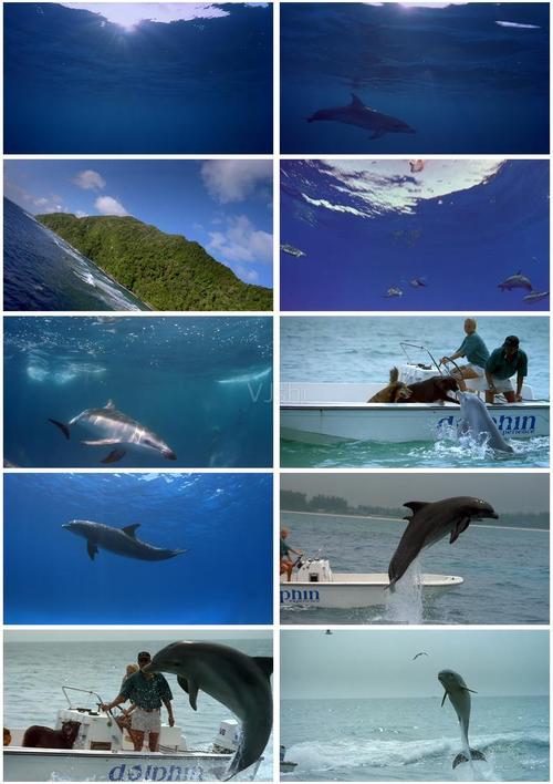 海滩海豚大海大自然海洋海面海洋生物鱼海豚与人海豚跳跃海豚跳出海面