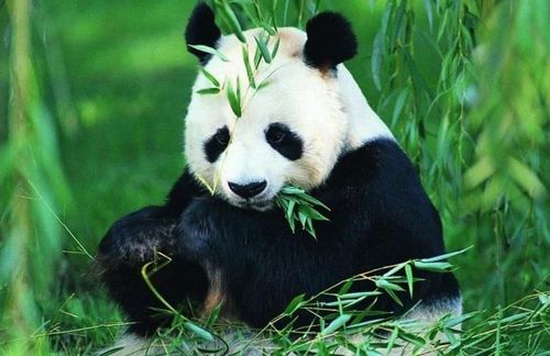 大熊猫是国家一级保护动物之一,也是最珍贵的动物,我们要保护它.