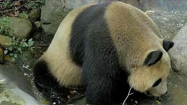 熊猫为什么这么脏
