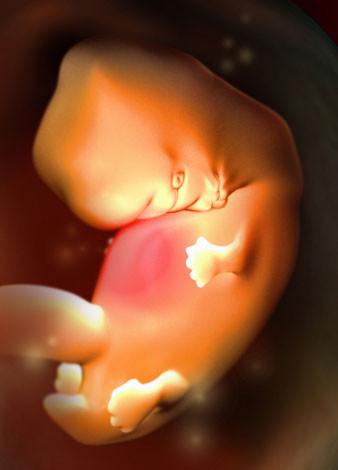 怀孕40天胎儿发育标准