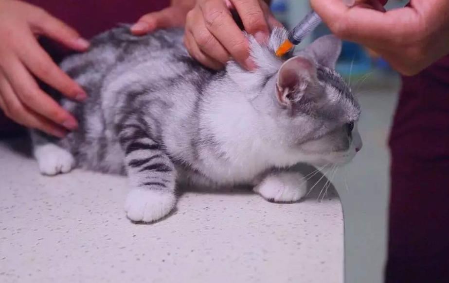 小猫多大可以打疫苗