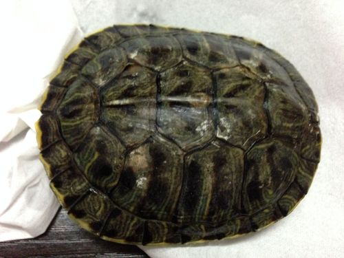巴西龟龟壳上长白斑