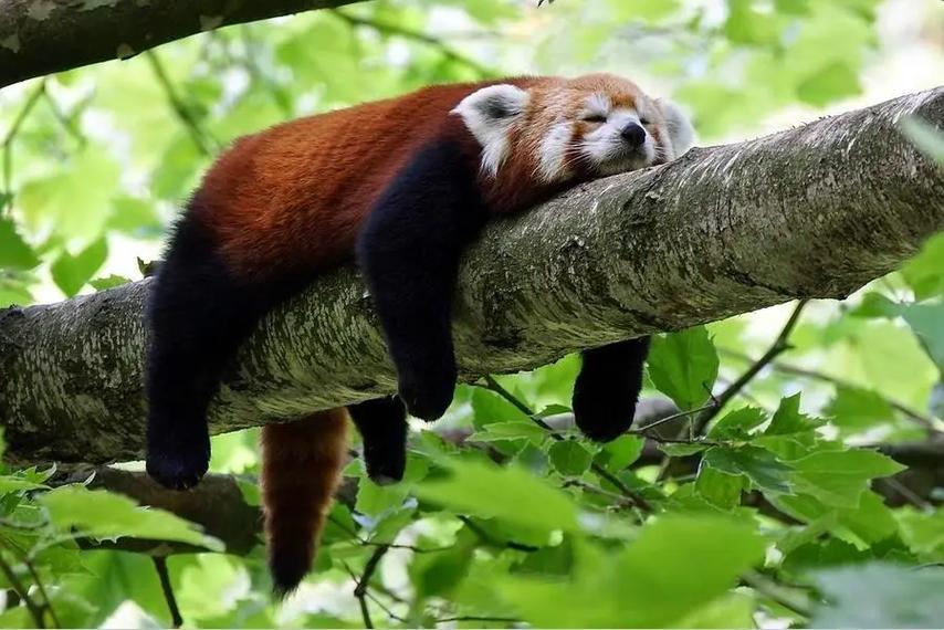 小熊猫睡觉的样子就像一块饼好可爱好可爱