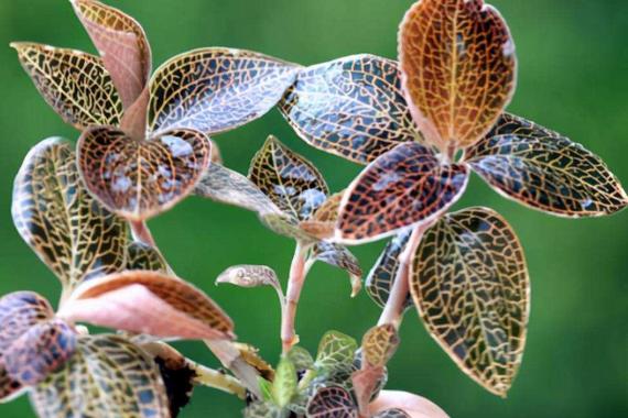 金线莲是国家几级保护植物