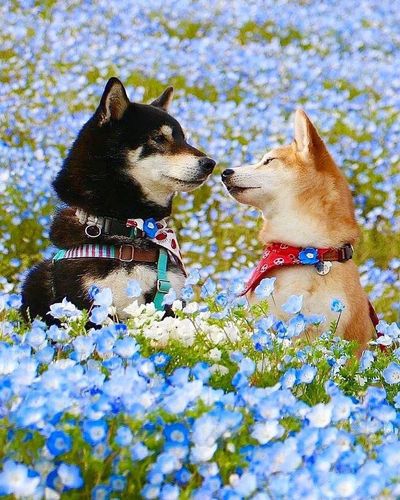 超有爱的两只柴犬,最喜欢一起出去看风景啦!