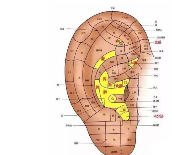 耳朵与五脏的关系如何通过耳朵来辩身体疾病每天揉一揉五脏六腑更健康