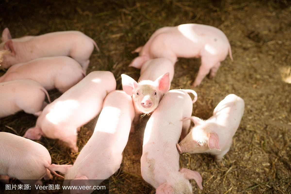 农场里的猪吃食物