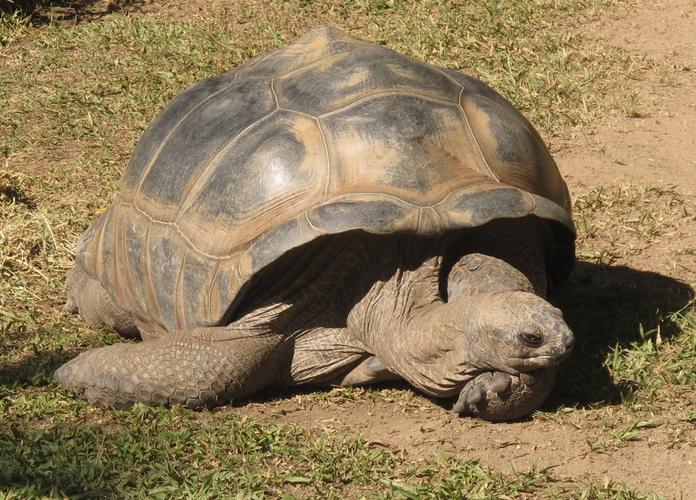 吉尼斯世界纪录最长寿的龟