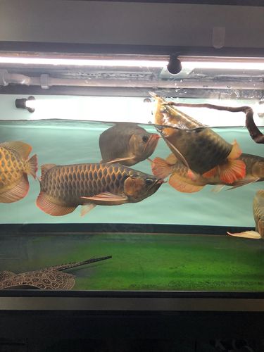龙纹虾和什么鱼混养
